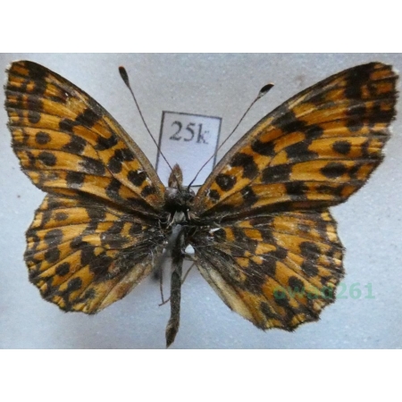 Boloria dia (Linnaeus, 1767) Dostojka dia Spain25k